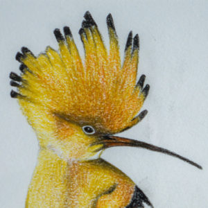 detail 1 of hoopoe drawing