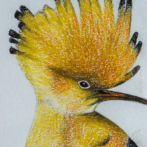detail 2 of hoopoe drawing