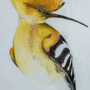 detail 3 of hoopoe drawing