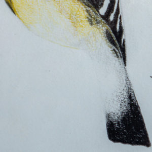 detail 4 of hoopoe drawing