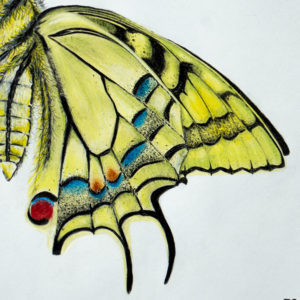 detail 1 of dovetail drawing