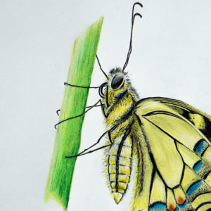 detail 2 of dovetail drawing