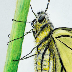 detail 3 of dovetail drawing