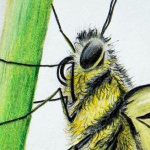 detail 5 of dovetail drawing
