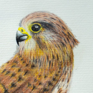 detail 1 of kestrel drawing
