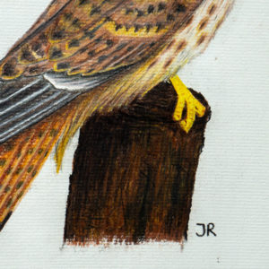 detail 2 of kestrel drawing