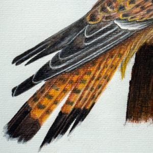 detail 3 of kestrel drawing