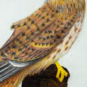 detail 4 of kestrel drawing