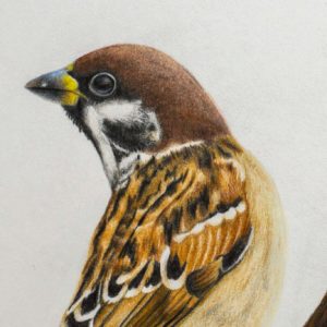 Spatz Rici-6