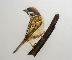 Spatz Rici